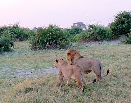 1.1287011955.lions-off-to-hunt-at-sunset