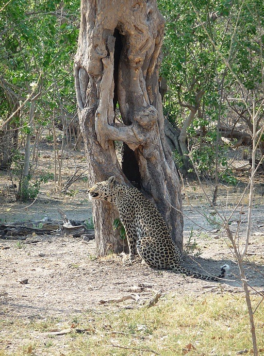 1.1287643010.dominant-female-leopard-marking-her-territory