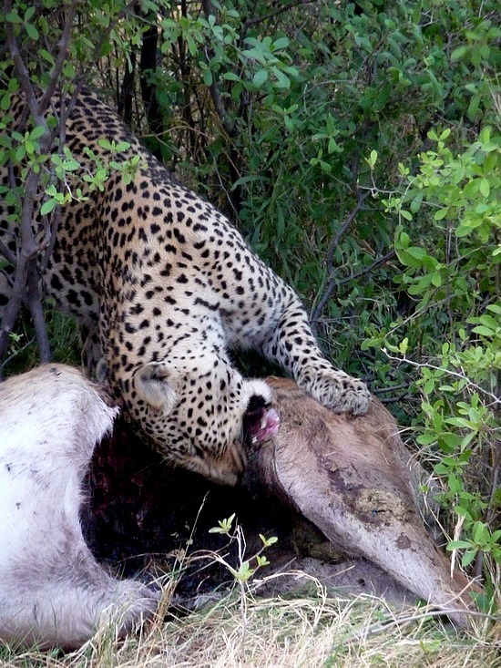 1.1287643010.leopard-eating-its-kill