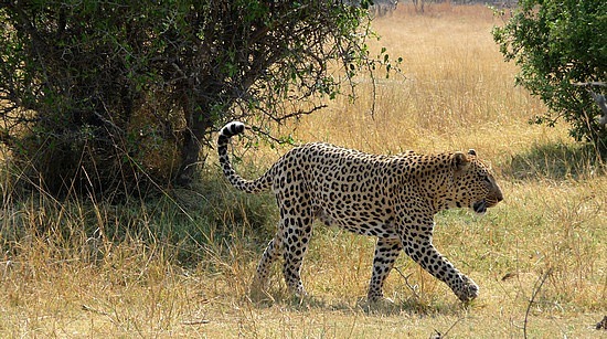 1.1287643010.male-leopard-on-the-prowl