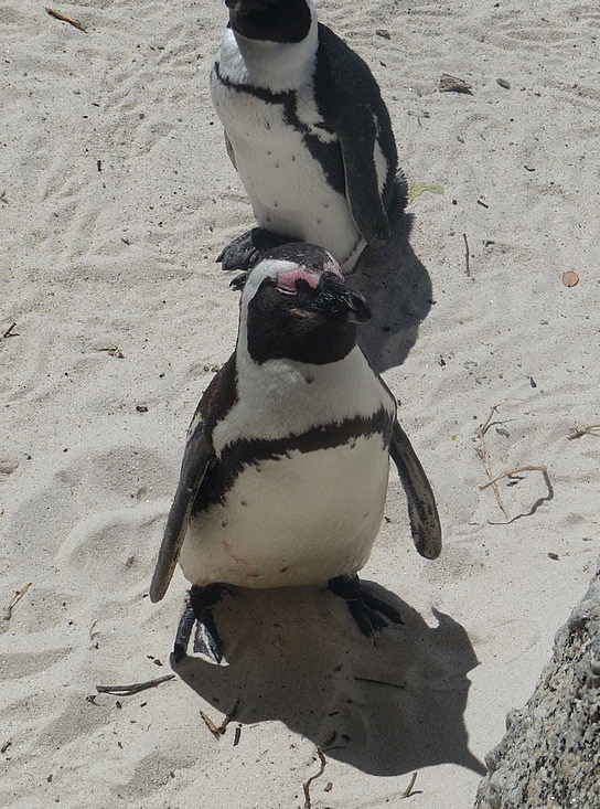 1.1286706617.the-penguins-at-boulders-beach