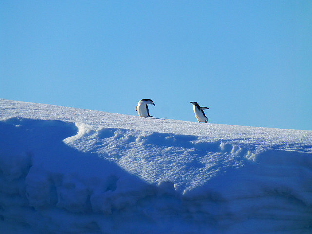 6.1424462954.penguins-in-portal-point